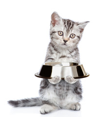 Kitten holding empty bowl. isolated on white background