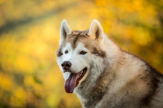 Close-up Portrait of adorable beige and white Siberian Husky dog sitting in the fall forest on mountains background