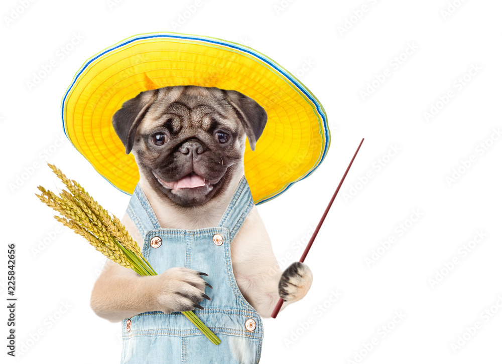 Poster puppy farmer holding a bunch of wheat and pointing stick. isolated on white background