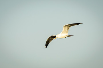 Gulls or seagulls are seabirds of the family Laridae in the suborder Lari. They are most closely...