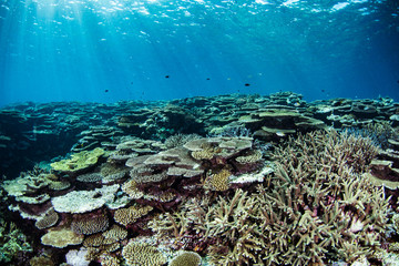光の差すサンゴ礁