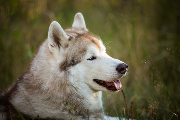 Profile Portrait of beautiful siberian Husky dog lying in the bright fall forest