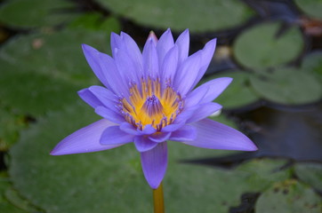fiore