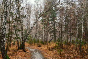 walk in the autumn forest. autumn mood. autumn colors. melancholy.