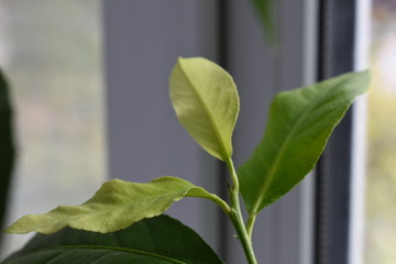 Lemon leaf