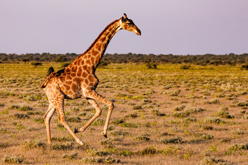 Giraffe im Galopp im Etosha Nationalpark in Namibia