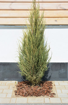 Juniperus scopulorum Skyrocket in the modern garden