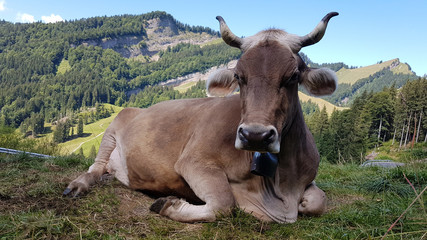 entspannte Kuh, Säntis, Schweiz, Berge