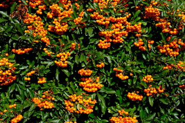 orange plant - Powered by Adobe