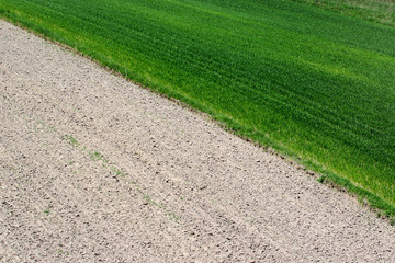 Empty furrowed field and fresh green shoots as background