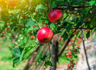 red apples spelled on a blinded branch