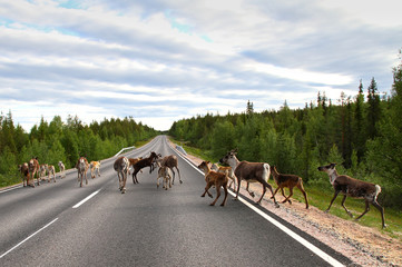 Reindeers on the road © Valokuva24