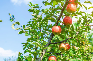 A thick branch with green-red apples on the background of the sky