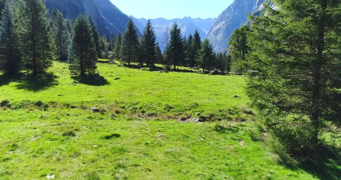 Meadow with pines and larches in a mountain valley. Val di Mello, Valtellina, Italian Alps. This valley is famous for sport climbing. Aerial shot made with drone.