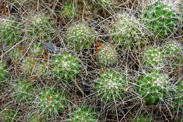 Mammillaria pondii subs.setispina