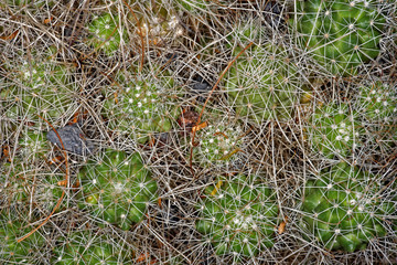 Mammillaria pondii subs.setispina