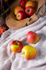 Malus sylvestris, the tasty  European crab apple,