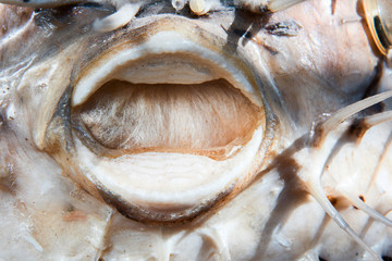 Fish varnished and stuffed with cotton. Concept cruelty to animals
