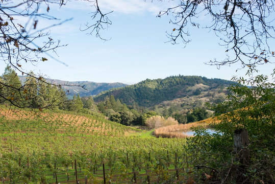 Landscape view with vineyard and distant lake, Mendocino, California, United States