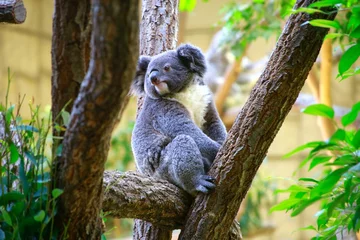 Vitrage gordijnen Koala コアラ