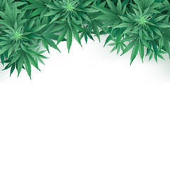 Cannabis or Marihuana leaves background.
Realistic vector illustration of the plant in top view on white background.
- 225859655