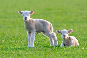 Two baby lambs