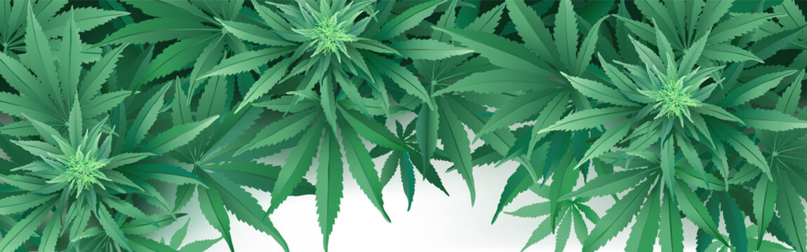 Cannabis or Marihuana leaves background.
Realistic vector illustration of the plant in top view on white background.
