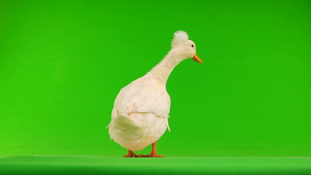 duck quack on a green screen