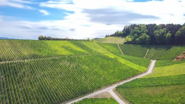 Aerial view of vineyard, 4k