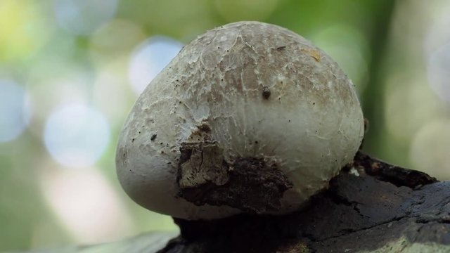 Birch Polypore on decaying silver birch tree