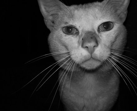 Black cat