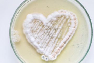 Mold Beautiful, Colony of Characteristics of Fungus (Mold) in culture medium plate from laboratory microbiology.