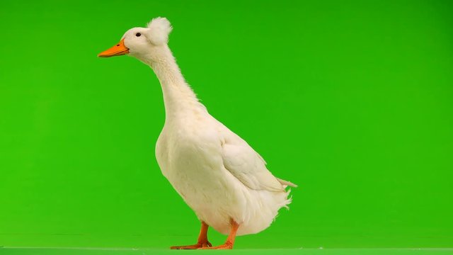 duck quack on a green screen