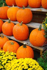 Display of round orange pumpkins in bulk at the farmers market in the fall
