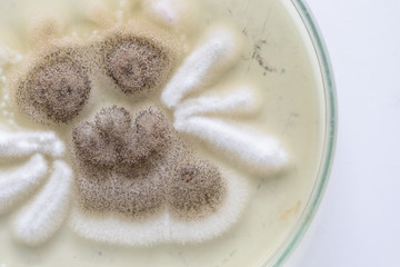 Mold Beautiful, Colony of Characteristics of Fungus (Mold) in culture medium plate from laboratory microbiology.
