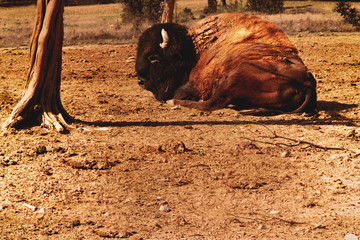 BISON  Bison also known as the American buffalo. Bison sitting down quietly under the sun