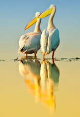 Great white pelicans in Lake Nakuru National Park - Kenya, Africa.