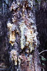 pine resin in a meadow