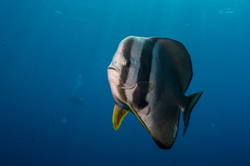 Platax teira, Longfin Bathfish, found in Similan Island dive trip, Thailand 2018.