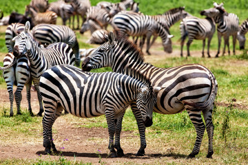 Zebras in the Ngorongoro Crater, Tanzania
