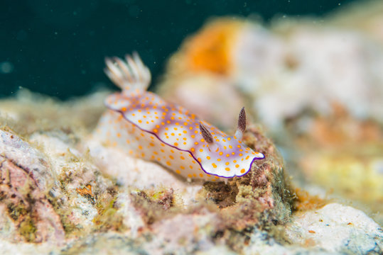 Macro underwater photography of Hypselodoris pulchella, a species of sea slug, a dorid nudibranch. Photo taken in Thailand, in Similan Island dive site.