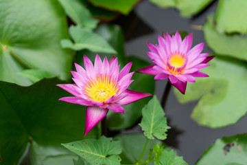 It is beautiful flower Pink Lotus at Red Lotus Floating Maket Banglan Nakhon Pathom Thailand.