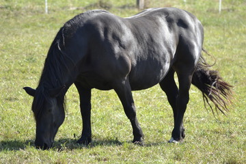 Pferd