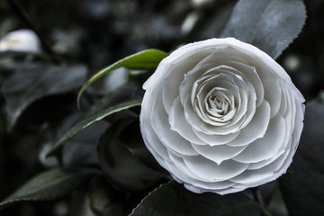 White Flower called Camelia