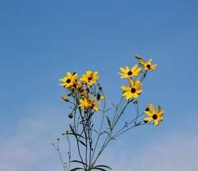 The tall yellow wildflowers with a blue sky background.