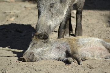 Ferkel