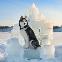Black and white Siberian Husky with blue eyes. Big dog sitting on an ice throne. Dog outdoors in winter © Sergey Bogdanov