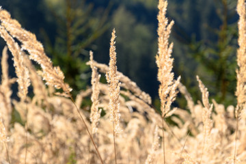 Fototapeta premium Cornfield on a mountain 