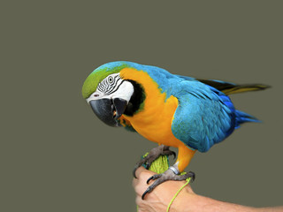 Ara ararauna. Blue-yellow macaw parrot on the hand. Isolated on the grey