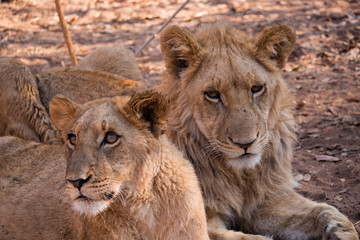 Fototapeta na wymiar Lion cubs at Zambezi National Park, Zimbabwe